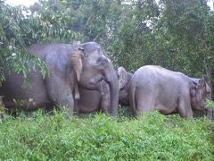 ボルネオ島冒険③　ジャングル動物探検でゾウの群れや希少な絶滅危惧種との出会いなど野生動物祭り