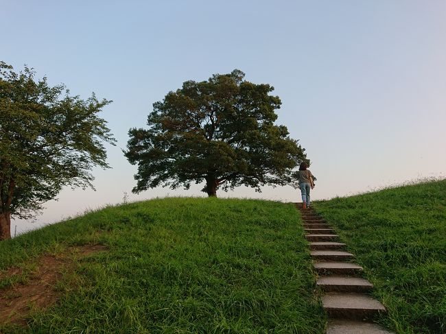 毎日猛暑が続きます。<br />今日も暑くて行動を開始したのは夕方から。<br /><br />このままだと家事だけで１日が終わってしまうので、頑張って保土ヶ谷の自宅から徒歩20分のところにある夕暮れの清水ケ丘公園まで散歩してきました。<br />夏の夕陽に照らされたゆずの木が素敵です。<br /><br />夏の清水ケ丘公園に来るとなんとなくプチ北海道気分が味わえます。