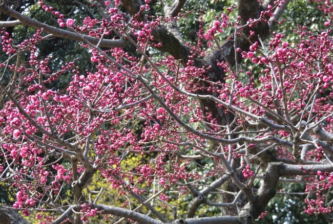 2019春、建中寺と徳川園の早春(3)：万作、馬酔木、マガモ、大曽根の瀧、白梅、紅梅、木瓜