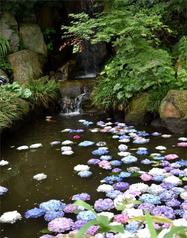 「雨引観音」は、季節の花がきれい 特にあじさいが有名なお寺です。<br />最近は、あじさいの花を池に浮かべ、夜間はライトアップまで！<br />境内には美しい孔雀も放たれて、「映えポイント」がいっぱいあります。<br />おまけに、竹や木製品というナチュラル雑貨に野菜、フルーツが買えるショップもあるよ～。<br />女子が喜びそうなアミューズメントな茨城の名刹なのでした。<br /><br />あじさいシーズンの雨引観音には 以前も友人と来て、旅行記を記載しています。<br />それから4年 久しぶりに来てみたら、前より更に見どころアップしていました！<br />