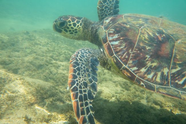 2019年の夏休みは約1年半ぶりのハワイ！！<br />そして、じじばばも一緒に三世代の旅。<br /><br />５歳の長男たむすけはもちろん、<br />２歳の二男たむじも前回より出来ることが増えるだろうし、<br />たっぷり遊べそうだ。<br /><br />５日目は朝のダイヤモンドヘッド登山からスタート。<br />その後はノースショア方面へ行って、ホヌを見られるといいなぁ。