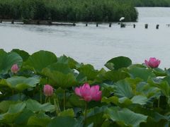 縁結び風鈴と蓮の花、閉園間際の屋上遊園地を訪ねて川越へ2019①～伊佐沼の蓮～