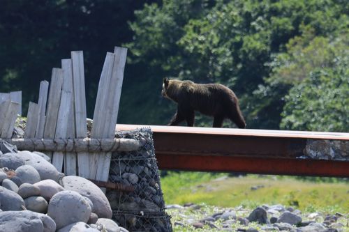 知床クルーズ・ルシャ湾コースのヒグマ遭遇確率100%は本当