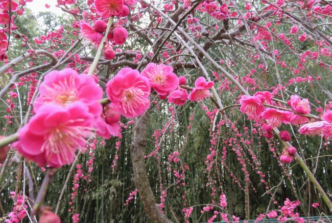 毎年、何度か見学している名古屋市農業センターの枝垂梅の紹介です。五分咲ほどの咲き具合でしたが、十分に見頃を迎えていました。途中、バスを使うこともできますが、家から歩いても片道30分ほどの距離です。