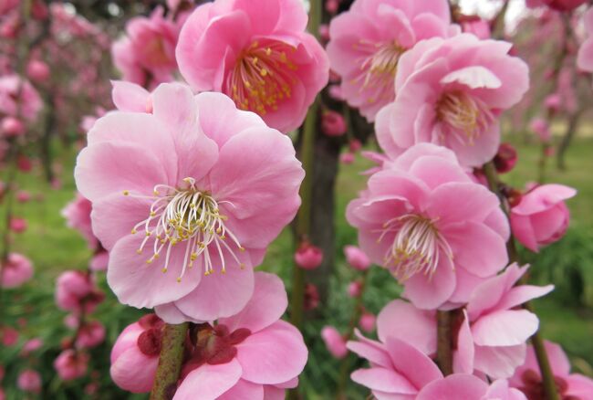 平均的には五分咲ほどになった、名古屋市農業センターの枝垂梅の紹介です。この旅行記ページでは、7種類ほどの枝垂梅を紹介していますが、品種による開化のばらつきは、例年よりかなり大きいように見受けました。