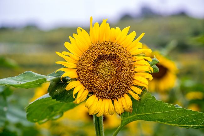 　国東半島の先端、長崎鼻で2019年8月17日(土)から9月8日(日)まで、ひまわりフェスタが開催されています。<br />　長崎鼻の16haの花公園では九州最大級160万本の夏の風物詩ひまわりが咲き誇っています。