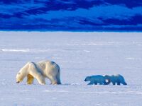 #10　初めての一人海外旅　-スバールバル諸島４　セイウチとホッキョクグマに遭遇-