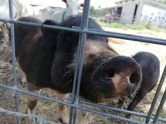 黒島ブタ牧場♪うちーのブタには、ヒゲがあるが、虫歯は無かった。たぶん♪眉毛を見れば元総理♪鼻息荒い♪2019年７月八重山・黒島８泊９日８２