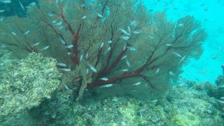 真夏の八重山諸島 夏旅2019 黒島編1