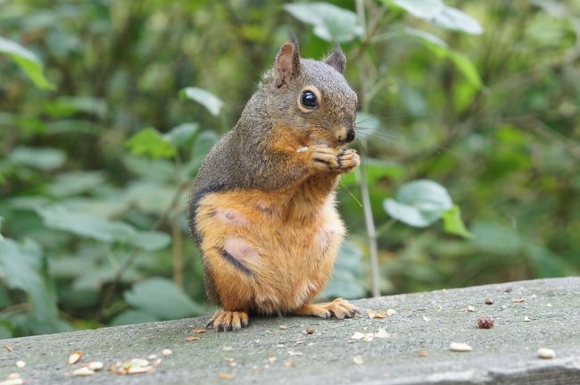 今年の夏休みは、夫のリクエストでカナダへ！<br />ANAプラチナ獲得計画の一環としてKUL発券PYバンクーバー行きを取り、別切り航空券でオンシーズンのカナディアンロッキーまで足を伸ばしました。<br /><br />到着初日は1日バンクーバー観光です。<br />夜着→1日観光→早朝発だったので、空港直結のフェアモントホテルに2泊し、ギャスタウンやキャピラノ吊り橋を回りました。<br />バンフから夜バンクーバーに戻った翌日は<br />16時のフライトまでスターレーパークでサイクリング。<br />復路はマイルでUGしたANAのCクラスで帰国しました。<br /><br />8/11 NRT→SFO→YVR<br />8/12 バンクーバー観光 ★<br />8/13 YVR→YYC→バンフ<br />8/14 コロンビア大氷原ツアー<br />8/15 ヨーホー国立公園ツアー<br />8/16 バンフ→YYC→YVR<br />8/17 スタンレーパークでサイクリング→ANAのCで帰国 ★<br />8/18 →HND