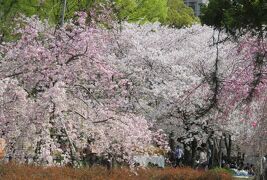 2019春、鶴舞公園から名古屋城への桜探訪(1)：鶴舞公園、噴水塔、胡蝶ケ池、奏楽堂