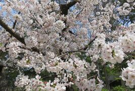 2019春、鶴舞公園から名古屋城への桜探訪(2)：鶴舞公園、椿、花菖蒲園、トネリコ、楓
