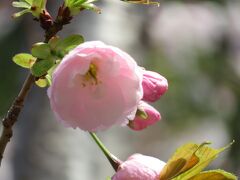 2019春、鶴舞公園から名古屋城への桜探訪(5)：染井吉野、外堀、土塁、石垣、護国神社