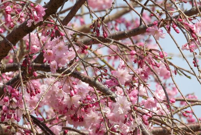 2019春、鶴舞公園から名古屋城への桜探訪(3)：染井吉野、紅八重枝垂、雪洞、雀、雉鳩