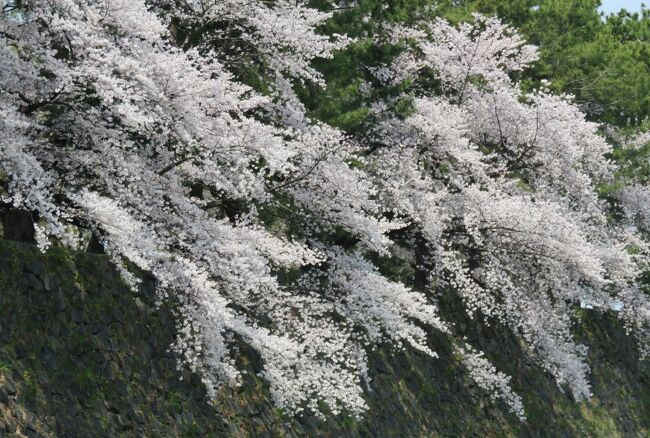 『桜名所100選』の鶴舞公園から出発して、名古屋城までの桜名所の紹介の締め括りです。ソメイヨシノが満開で、菜の花も咲く、再興の条件での桜探訪となりました。