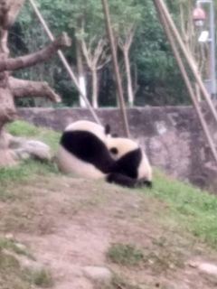 初めての成都～パンダと麻辣三昧の旅4日目