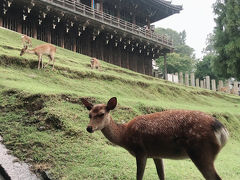 奈良・なんば　ぶらぶら