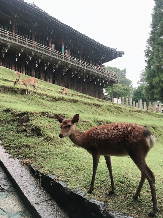 大阪のイベントに合わせてなんば食べ歩きと奈良観光<br />暑すぎて疲れた~