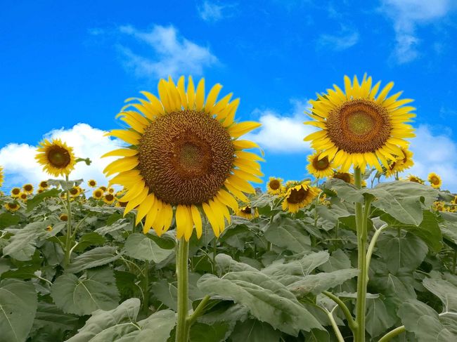 池袋から30分の太陽のお花畑☆清瀬ひまわりフェスティバル2019