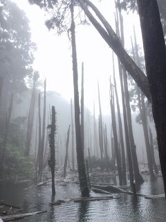 19夏 ずっと行きたかった忘憂森林 台中 忘憂森林編 その他の観光地 台湾 の旅行記 ブログ By 8xiangさん フォートラベル