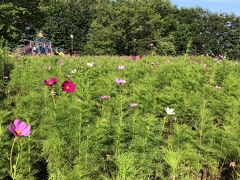 2019.8　夏(の終わり？)の百合が原公園