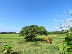 島でたった１頭の黒毛和種では無い褐毛和種のお母さん牛がいた♪たまには、のどかな牧場風景も良いかな♪2019年７月八重山・黒島８泊９日９１