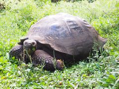 ガラパゴス旅その５　野生のゾウガメを観に行くぞ！