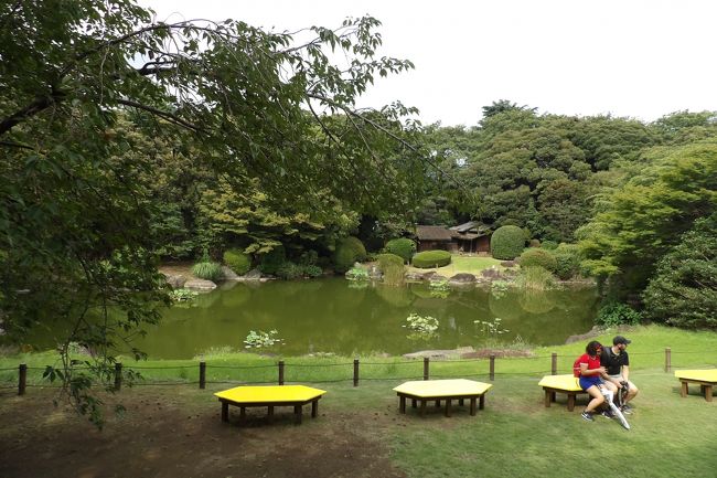 上野にある東京国立博物館(東博)本館裏の日本庭園は独立行政法人化されると真っ先に秋と春に一般公開されるようになった。したがって、平成15年(2003年)秋から毎年公開してきており、春の桜の頃には余りにも雑踏の上野公園を避けて、静寂な東博の日本庭園で桜見するバスツアーも定着している。それでいて、秋の紅葉が綺麗な時期になる前に閉園してしまっていた(https://4travel.jp/travelogue/11417905)。それもそのはず、地球温暖化の影響で秋の紅葉は遅くなってしまっているのだ。<br /> それでいて、これまでは本館からベランダに出ることができることもあった。しかし、今回はベランダだけではなく、庭園内にも出入りしている。いつも庭園からベランダへと上ってくる入館者がないようにと警備員がベランダ側に立っているので、聞いてみた。<br /> 現在は通年でこの庭園の本館側が入園可能になったが、池の向こう側の茶室などがある区域は入園禁止になっているのだそうだ。<br /> それが、今では日本庭園の通年公開が検討されているというのだ。<br /> 東京には大名庭園などこうした日本庭園は残っている。しかし、博物館を訪れた際に気軽に楽しめる日本庭園は、特に外国人にとっては、春の桜の時期、あるいは秋の紅葉(の手前)の時期以外にも新緑の時期や葉を落としている時期にも楽しみたいアイテムであろうか。そうしたことが実現されるのだろう。尤も、日本庭園が公開されていてもあるいは閉園していても東博の入場料は同じで、閉園している時期に訪れるとコストパフォーマンスが悪いことになる。<br /> ただ、気掛かりなのは、ベランダの右側の池端にある綺麗な花を咲かせる桜の木にだけは名札がないことだ。最初は「正福寺桜」の看板が掲げられていたが、その後の指摘を受けて別の名の看板に代わった。それもすぐに撤去され、もう何年も名札がないままだ。桜見の人たちはベンチから見て綺麗な花なので木の元へ行ってみる。しかし、この綺麗な桜の名前は分からないままなのだ。東博が本来のレベルにあった研究員(、博士の学位を持つことは最低条件であろう)ばかりであれば、他分野の専門家(、勿論博士の学位を持つ)からも同等に見なされ、こうした桜に詳しい専門家からの助言やあるいはこうした専門家を紹介してもらえるであろう。しかし、学位がないと無視されて5年以上も経ってしまったのであろうか。<br /> なお、かつては著名な庭師がこの日本庭園を守っていたが、現在ではそうした庭師もおらず、シルバーセンターの人に草むしりなどの庭の手入れ作業をお願いしているのだという。通年公開にするのであれば、専属の庭師が必要になろうか。<br />(表紙写真は東博本館裏の日本庭園)