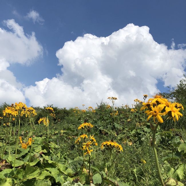 世間はお盆休み真っ只中の2019年8月18日、幾つかのミッションをこなすべく久しぶりに松本まで車で出かけました。<br />購入後1年3ヶ月経過するも未だ走行距離が5,000kmにも達していない我がCITROEN C3、この日は本当に久々400kmを超えたものの、ほとんど出番なく気の毒ではあります。<br /><br />この日のミッションは…<br />1. 治部坂高原「キッチンストーブ」でパンを買う<br />2. 「高原の味直売所 みはらし」で夏野菜カレーと焼きトウモロコシを食べる<br />3. 高ボッチ山ボッチ初登頂<br />4. SNSのフォロワーさんが松本市内の某ホテルで社員表彰を受けたので細やかながらお祝いの品を渡す<br />5. サンプロアルウィンにてJ1リーグ松本山雅FC vs 名古屋グランパス観戦<br /><br />概ね予定どおりに全てのミッションをこなし、自宅に戻り着いたのは24時少し前。<br />久しぶりの日帰り長距離ドライブはCITROENの快適性も相まってとても楽しめました。<br /><br /><br />あぁ、試合は…<br />下位に沈む松本山雅FC相手に大苦戦の末、終了間際ギリギリに追いつき何とか勝ち点1をゲット…orz