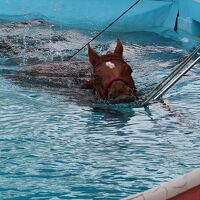 青春18きっぷでいわき湯本温泉へ プールで泳ぐ競走馬を見学し宿で湯ったり