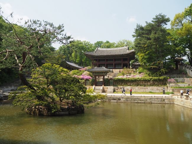 2019GWはとうとう韓国ソウル　④ソウル後半は世界遺産の「昌徳宮」「宣陵・靖陵」行って、翌日アッサリと帰国です