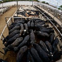 ブラジルの田舎町で「肉牛のオークション」に行ってみた～！#4（Patos de Minas／ミナスジェライス州／ブラジル）