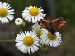 ８月１９日　ハイクの日♪　OB会で行く爽やか八ヶ岳山麓ハイキング♪