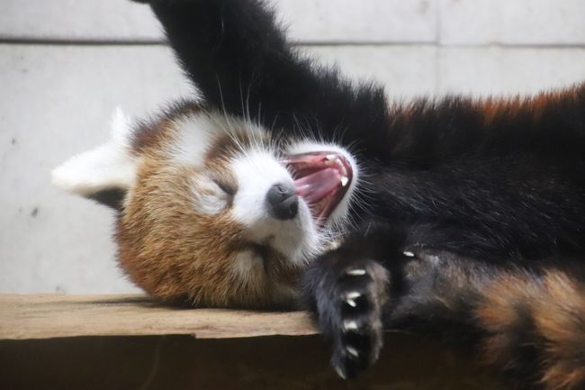 夏は動物園に行くのにもあまり向いていないです。<br />少なくとも私の大好きなレッサーパンダは暑さに弱いので、展示が制限され、会えないこともあるし、冷房のきいた屋内展示場で会えても、見えづらいことが多いし、写真は撮りづらいです。<br />また、私はどうやら今まで勘違いしていたようなのですが、コアラも暑さに弱く、むしろ寒さに強い方でした。<br />暑ければ、動物たちもぐったりする子が多いです。<br />見に行く人間も、ぐったりします。それに今年2018年の夏は、７月半ばまで冷夏となったら、一気に猛暑になって、その寒暖差はほんとにひどかったです。<br />しかしそんな夏でも、動物園散策ならではの楽しみがあります。<br />それは、恒例のナイトズーです！<br /><br />ナイトズーが実施されるのは、だいたいお盆の頃の土日が多いです。<br />土日でいうなら、翌日日曜日でゆっくりできるということで、土曜開催のところも多いですし、実際、学生や子供は別として、夏休みでもない大人は、土曜に行ける方が都合よいことも多いでしょう。<br />ところが、今年2019年は、海の日の祝日で三日連休になった週末は、ナイトズーに関係のない遠征予定を入れてしまったのと、土曜日の用事は外せなかったので、行けるのは日曜日しかありませんでした。<br />それでも、我が地元の埼玉こども動物自然公園（略して「埼玉ズー」）のナイトズーは、絶対行きたいと思いました。<br />そしてなんとか、今年最後のナイトズーの本日に、午後からでしたが、訪れることができました！<br /><br />今回は、埼玉ズーのコアラが目覚める確率が高い13時からのユーカリ交換タイムにはちょっと遅れたけれど、コアラたちが起きている姿はしっかり見られました！<br />もう１才になったピリーくんは、近いうちに女子コアラの大部屋を卒業してしまうはずです。そうなると、非常に見えづらい隔離室での展示になるか、非展示で会えなくなる可能性が高いため、毎度毎度が見納めです。<br />そのピリーくんが活動的なときに会えてよかったです。<br />ただ、他の子たちは、動きが少なめでした。リリーちゃんはいつも活発なのですが、前回と比べると少なかったです。<br /><br />また、前回の埼玉ズー再訪で、知らなかったのでねばれず、見逃したシマオイワワラビーの赤ちゃんを、今回はちゃんと見られるまで何度も出直したので、リベンジできました！<br />それから、前回の埼玉ズー再訪では、起きているところが見られなかったコツメカワウソたちも、起きるまで何度も出直したので、３頭のみの展示でしたが、楽しそうに泳いだり、兄弟げんか（？）したりする活発なところが見られました！<br /><br />そして、前回の埼玉ズー再訪では、森林公園のやまゆりの後で訪れたので、レッサーパンダを見に行けなかったのですが、今回はナイトズーの時間帯に、じっくり見に行くことができました。<br />でも、私はてっきり、レッサーパンダのナイトズー当番は、現在末っ子の（今年2018年は双子が誕生したのでほんとはお姉さんになった）リンちゃんかと思っていたのですが、みやびちゃんでした！<br />ただし、昼間のうちには見に行けなかったので、昼間と夜とでレッサーパンダの展示交代があったかどうかわかりません。<br />だけど私にとってはラッキーでした。<br />しばらくぶりに会うみやびちゃん。月１で訪れている埼玉ズーで、３ヶ月半です！<br />そう遠くない将来、他園にお嫁に行ってしまう可能性が高いみやびちゃん。<br />私がレッサーパンダ・ファンになったきっかけのハナビちゃんの長女のみやびちゃん！<br />結露しまくりのガラス越しでも、可愛い顔が見えない後ろ姿でも、だれだれの寝姿でも、なんだか胸がいっぱいになり、涙が出そうなほど嬉しかったです。<br /><br />ナイトズーの時間帯は、昼間と違う動物たちの様子が見られますが、レッサーパンダの室内展示場のように煌々と明かりがついているところは別として、外はほのかな外灯やイルミネーションに照らされるのみだし、室内も動物たちに明るさを感じさせない赤いライトに変えられたりするので、暗すぎて撮影は基本的には無理です。<br />ピントが甘くても、夜にしてはそこそこまともな写真が撮れればめっけもの、と思いながらも、飼育員さんのトークイベントはぐんと増えるので、それを楽しみにせっせと回りました。<br />昼間のイベントも合わせると、今回はたくさんのイベントに参加することができました。<br />レッサーパンダも屋外展示が中止で、会えたのはみやびちゃんだけだったし、ナイトズーのときは写真は撮れないと開き直っていたからこそ、他の動物たちのイベントを見にいく時間ができた、ともいえるかもしれません。<br /><br />埼玉こども動物自然公園の公式サイト<br />http://www.parks.or.jp/sczoo/<br /><br />＜タイムメモ＞<br />12:55　第２駐車場に到着<br />13:00　年パスで埼玉こども動物自然公園に入園<br />13:05-14:15　東園のコアラ舎へ<br />（13:00～ユーカリ交換＆コアラのおはなし）<br />14:15-14:20　ミナミコアリクイ・フタユビナマケモノ<br />14:25-14:30　シマオイワワラビー<br />14:30-14:35　休憩<br />14:35-15:00　シマオイワワラビー<br />15:00-15:10　オーストラリア区の鳥<br />15:15-15:20　放し飼いマーラ<br />15:20-15:35　カピバラ・ワラビー広場<br />15:40-15:45　コアラ<br />（小雨降る）<br />15:45-15:55　シマオイワワラビー<br />15:55-16:00　休憩<br />16:05　北園に戻る<br />16:10-16:15　コツメカワウソ（昼寝中）<br />16:15-16:25　なかよしコーナー<br />16:25-16:30　コツメカワウソ（昼寝中）<br />16:30-16:40　なかよしコーナー<br />（16:30～どうぶつさんおうちに帰る）<br />16:40-17:00　コツメカワウソ<br />17:05-17:10　マヌルネコ・カナダヤマアラシ<br />17:10-17:25　レッサーパンダのみやびちゃん<br />17:25-17:30　シロフクロウ<br />17:35-17:40　プーズー<br />17:40-18:00　ペンギンヒルズ<br />（17:45～ペンギンのおはなし）<br />18:00-19:10　レッサーパンダのみやびちゃん<br />（夕ご飯の皿からすでにリンゴなし）<br />（18:30～レッサーパンダのおはなし）<br />19:10-19:15　マヌルネコ・カナダヤマアラシ<br />19:25　再び東園へ<br />19:30-19:50　コアラ・シマオイワワラビー<br />（19:30～コアラのおはなし）<br />19:55-20:20　カピバラ<br />（20:00～カピバラのおはなし）<br />20:25　再び北園に戻る<br />20:30-20:50　キリン<br />（20:30～キリンのおはなし）<br />20:55-21:00　動物ランタン撮影<br />21:00　動物園を出る<br />21:10　動物園の駐車場を出発<br />21:35-22:30　鶴ヶ島のサイゼリアで夕食<br />22:45頃　帰宅<br /><br />※これまでの動物旅行記の目次を作成済。随時更新中。<br />「動物／動物園と水族館の旅行記～レッサーパンダ大好き～　目次」<br />http://4travel.jp/travelogue/10744070<br /><br />※そのうち、これまでの埼玉こども動物自然公園の旅行記のURL集は、この旅行記の末尾にまとめました。<br />