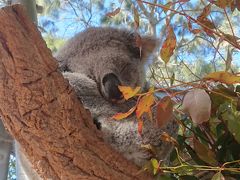2019年夏休み。シドニー4泊6日の旅。コアラが可愛すぎ