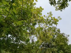 北固山公園前のシナサワグルミ♪尾状の花序を出し、垂れ下がった長い果穂を形成していた♪2019年６月中国 揚州・鎮江７泊８日(個人旅行)５８