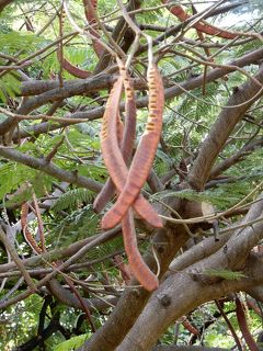 ２０１９年５－６月オアフ島旅行　６月４－６日編