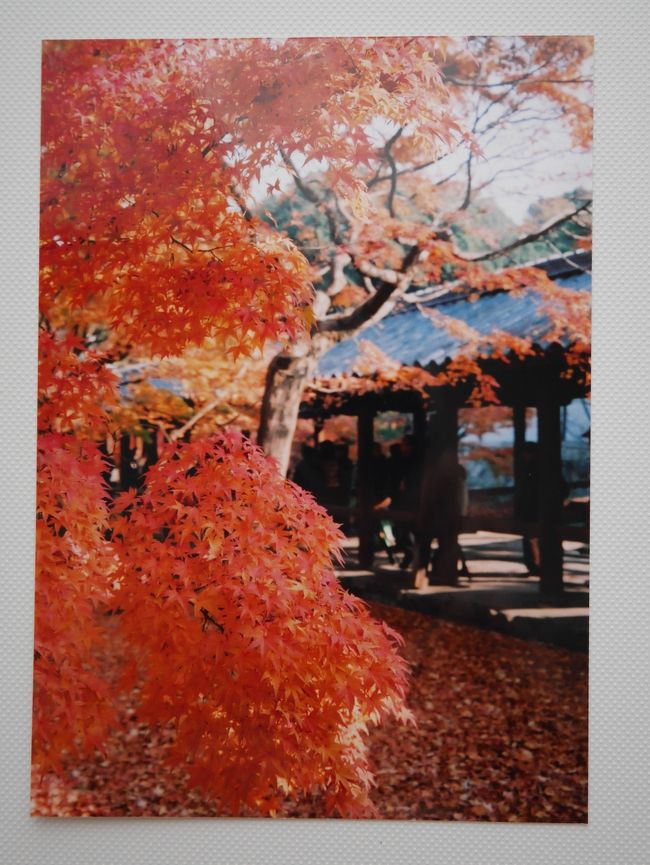 出張で大阪へ行った帰り、後泊し、紅葉の京都を訪れてみた。<br />東福寺の紅葉は息をのむほどだったし、<br />以前から興味のあった伏見稲荷大社は面白く、行って良かったと思った。<br /><br /><br />【時期】2006年12月2日<br /><br />【方面】京都府京都市<br /><br /><br />【参考URL】<br />①東福寺<br />　http://www.tofukuji.jp/　<br />②伏見稲荷大社<br />　http://inari.jp/<br /><br /><br />【補足】<br />①どうにも収拾が付かなくなってきた旅の思い出たち。<br />　思い切ってフイルム写真の断捨離を行う事にした。<br />②フィルム写真を1枚ずつデジカメで撮影したものを<br />　掲載しているため画像が粗いです。<br />③自分の備忘録のために旅行記を作成しています。<br /><br />