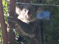 コアラ&#128040;づくしのシドニー3泊6日の旅