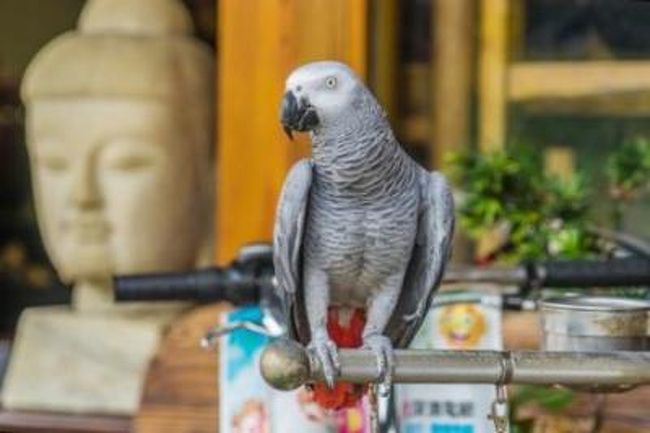 三峡などの老街の多くには確かに日本の名残が有るが、鶯歌にはそれが無い・・？<br /><br />老街と言えば何処も大体同じで、日本時代の影響を受けつつも台湾にもともと古くから有ったものだと思っていた。<br /><br />レンガの街並みなど日本には無い風景なので単純に異国情緒に浸っていたのでした。<br /><br />しかし今老街と言われている多くは日本時代に形成・整備された姿を残しているのだと知り、観光以外の興味も沸いてきた。<br /><br />要は日本時代に街の経済規模が大きくなり、市街化もそこから始まったという事らしい。(役所をはじめ日本が関わった建物でも和風建築はあまり多くはないが、風土もさる事ながら大工よりレンガ職人を雇う方が容易だったのかも？)<br /><br />今は観光地として言わば見せるための老街だが、隣同士の鶯歌と三峡も現在目にする街の成り立ちには若干の違いが有るのでした・・<br /><br /><br /><br />