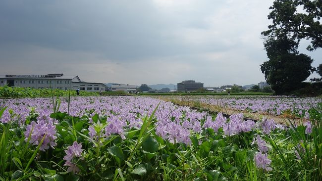 橿原市の本薬師寺跡の布袋葵見物に行ってきました。午前中は雨、予報を見ると午後からの降水確率は下がるとの予報、多少の雨なら来訪客も少ないだろうとの読みもありました