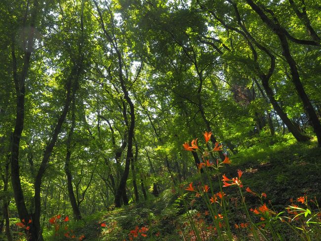 今年の夏は、近場にお出かけ。泉自然公園には、オレンジ色のキツネノカミソリが群生して咲いていました。