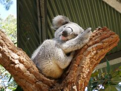 母娘旅 2019年夏休み in Sydney③＜全6回＞タロンガ動物園、QVB、夜景