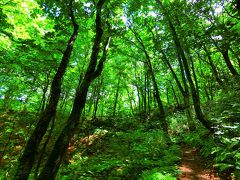 2019年　8月　青森県　世界遺産　白神山地