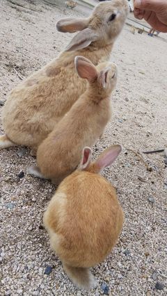 うさぎさんに会いたくて大久野島へ♪②　癒されまくりのウサギ島2日目　観光は伯方の塩工場だけ　