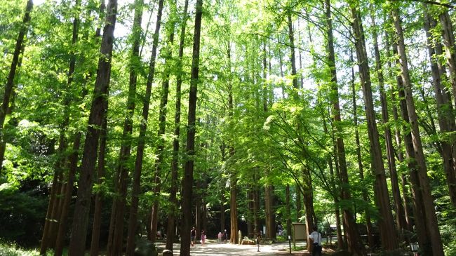 ぶらっと川崎（生田緑地）