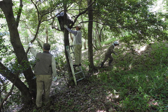 　私達が、茨城県水郷県民の森に野鳥の巣箱を設置してから４年近く経過したので、強風や腐食などで痛んでいるものが出てきたので、野鳥の会有志で一斉点検＆補修作業をしました。<br /><br />表紙写真は、フクロウの巣箱の点検＆補修作業の風景です。