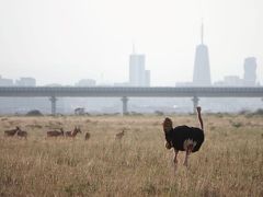 10度目のケニア ※1日目 【カタール航空利用～ナイロビ国立公園】