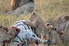 10度目のケニア ※5日目(前半) 【Zebra Plains Mara Camp出発まで】