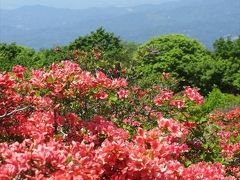 室根山のツツジ